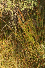 Baloskion tetraphyllum