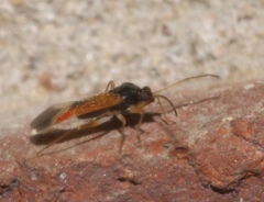 Ceratocapsus apicalis