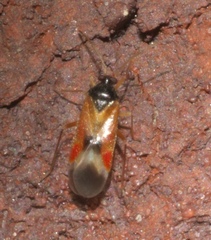 Ceratocapsus apicalis