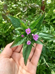 Epilobium glandulosum