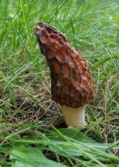 Morchellaceae