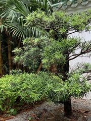 Podocarpus costalis