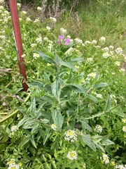 Epilobium glandulosum