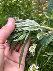 Epilobium glandulosum