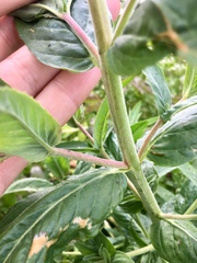 Epilobium glandulosum