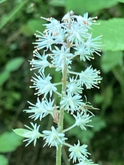 Tiarella wherryi