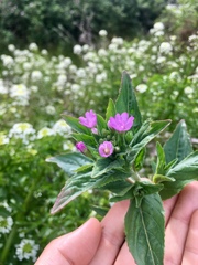 Epilobium glandulosum