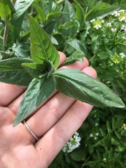 Epilobium glandulosum