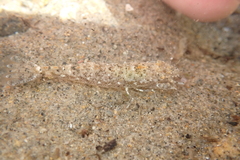 Crangon franciscorum