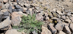 Lomatium quintuplex