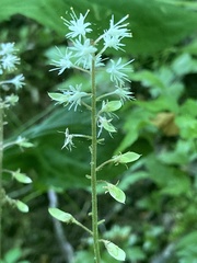 Tiarella wherryi