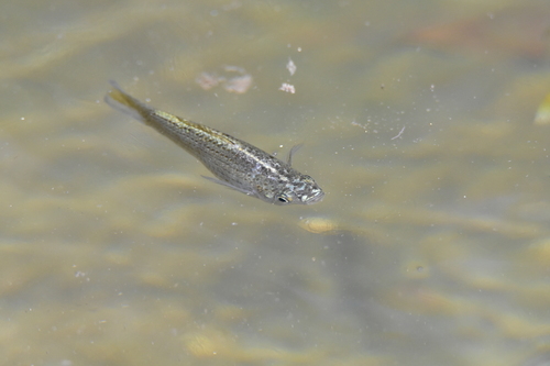Molly Sailfin