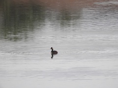 Podiceps nigricollis