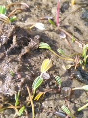 Alchemilla diplophylla