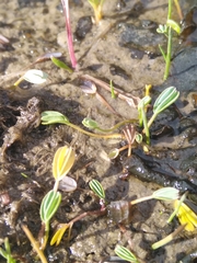 Alchemilla diplophylla