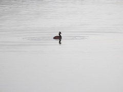 Podiceps nigricollis