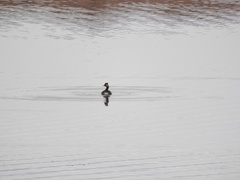 Podiceps nigricollis