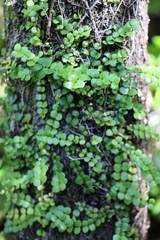 Metrosideros perforata