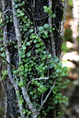 Metrosideros perforata