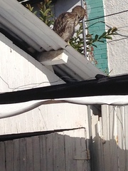 Nycticorax nycticorax