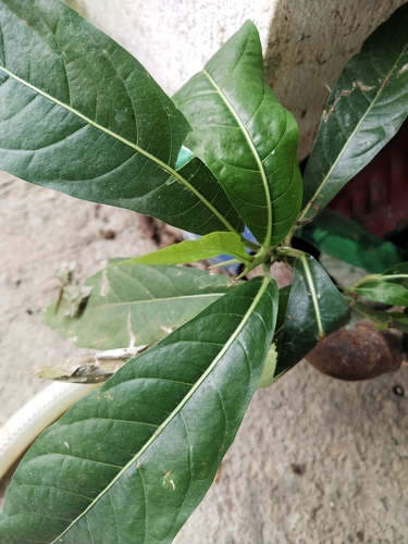Image of Ficus nota by (c) Greg III Espera, some rights reserved (CC BY)