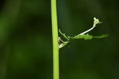 Clovia