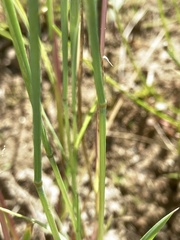 Alopecurus carolinianus