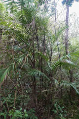 Bactris major