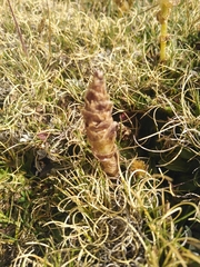 Myrosmodes paludosa