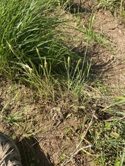 Alopecurus carolinianus