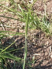 Alopecurus carolinianus