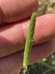 Alopecurus carolinianus