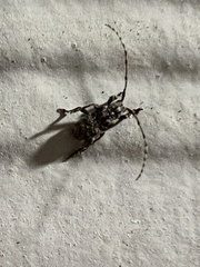 Ecyrus