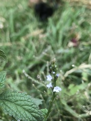 Verbena carolina