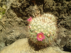 Mammillaria jaliscana jaliscana