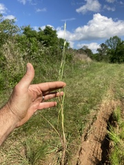 Alopecurus carolinianus