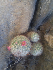 Mammillaria jaliscana jaliscana