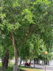 Condalia hookeri