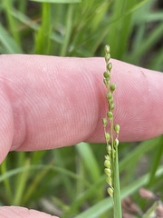 Dichanthelium aciculare