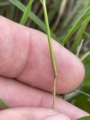 Dichanthelium aciculare