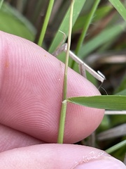 Dichanthelium aciculare