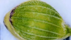 Dichanthelium aciculare