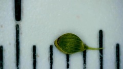 Dichanthelium aciculare