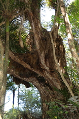 Metrosideros robusta