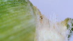 Dichanthelium aciculare