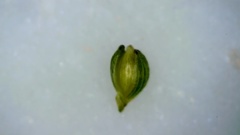 Dichanthelium aciculare