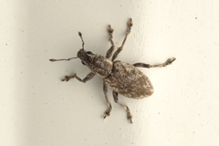 Tanymecus confusus