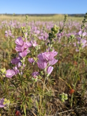 Sidalcea hirsuta