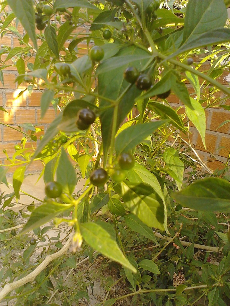 ulupica pepper