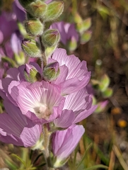 Sidalcea hirsuta